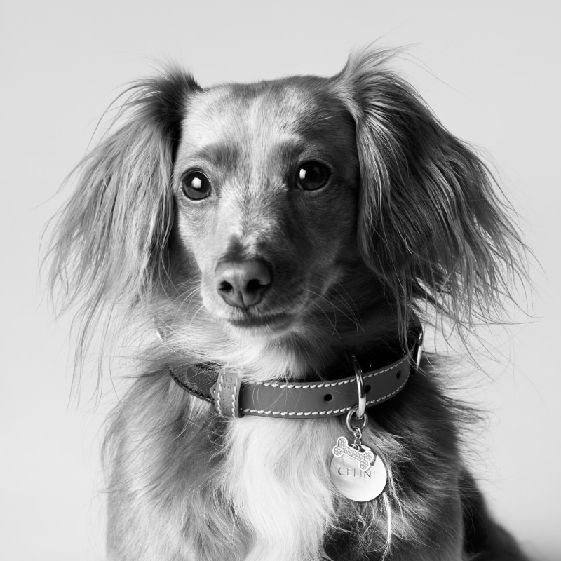Celine Launches New Dog Accessories Collection Inspired by Hedi Slimane’s Pet Vanity Teen 虚荣青年 Lifestyle & new faces magazine Celine Launches New Dog Accessories Collection Inspired by Hedi Slimane’s Pet Celine Launches New Dog Accessories Collection Inspired by Hedi Slimane’s Pet Vanity Teen 虚荣青年 Lifestyle & new faces magazine
