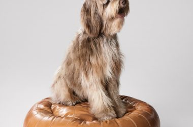 Celine Launches New Dog Accessories Collection Inspired by Hedi Slimane’s Pet Celine Launches New Dog Accessories Collection Inspired by Hedi Slimane’s Pet Vanity Teen 虚荣青年 Lifestyle & new faces magazine