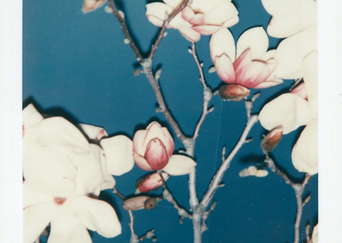 Andy Warhol + Études Studio for the SS25 Collection Andy Warhol + Études Studio for the SS25 Collection Vanity Teen 虚荣青年 Lifestyle & new faces magazine