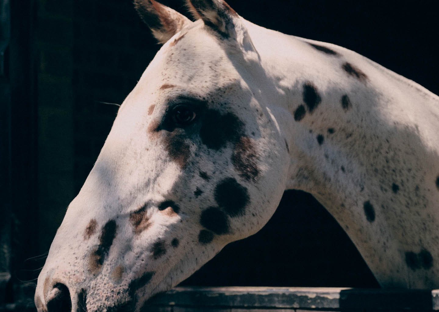 How Stella McCartney's Horses Are Redefining Fashion How Stella McCartney's Horses Are Redefining Fashion Vanity Teen 虚荣青年