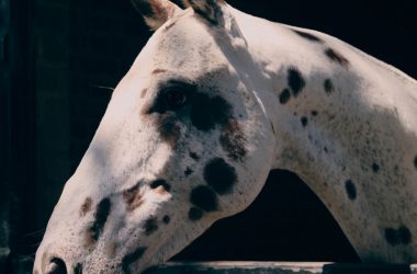How Stella McCartney's Horses Are Redefining Fashion How Stella McCartney's Horses Are Redefining Fashion Vanity Teen 虚荣青年