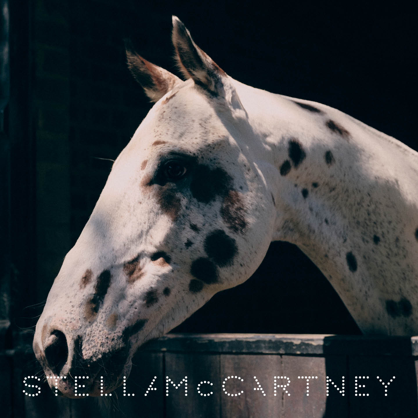 How Stella McCartney's Horses Are Redefining Fashion How Stella McCartney's Horses Are Redefining Fashion Vanity Teen 虚荣青年