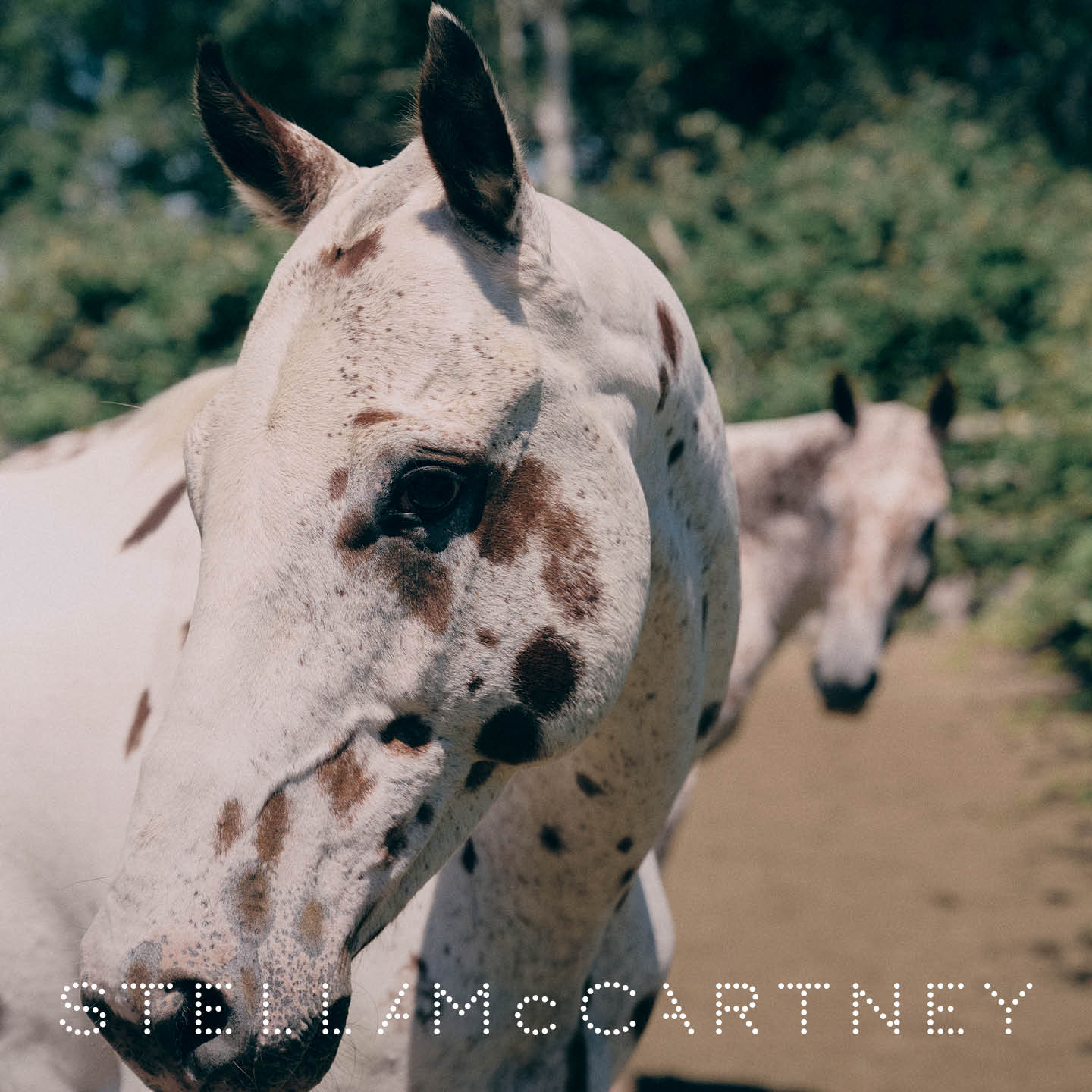 How Stella McCartney's Horses Are Redefining Fashion Vanity Teen 虚荣青年 Stella McCartney's campaign