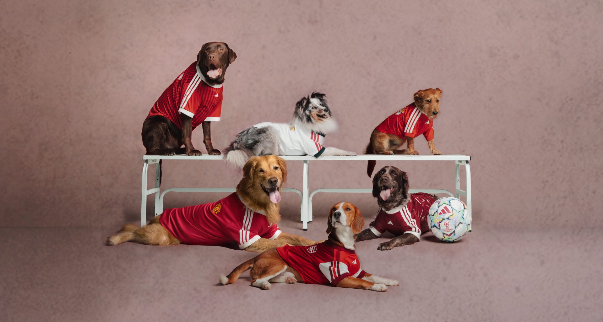 adidas Just Dropped Football Jerseys for Your Pet adidas Just Dropped Football Jerseys for Your Pet Vanity Teen 虚荣青年