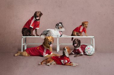 adidas Just Dropped Football Jerseys for Your Pet adidas Just Dropped Football Jerseys for Your Pet Vanity Teen 虚荣青年