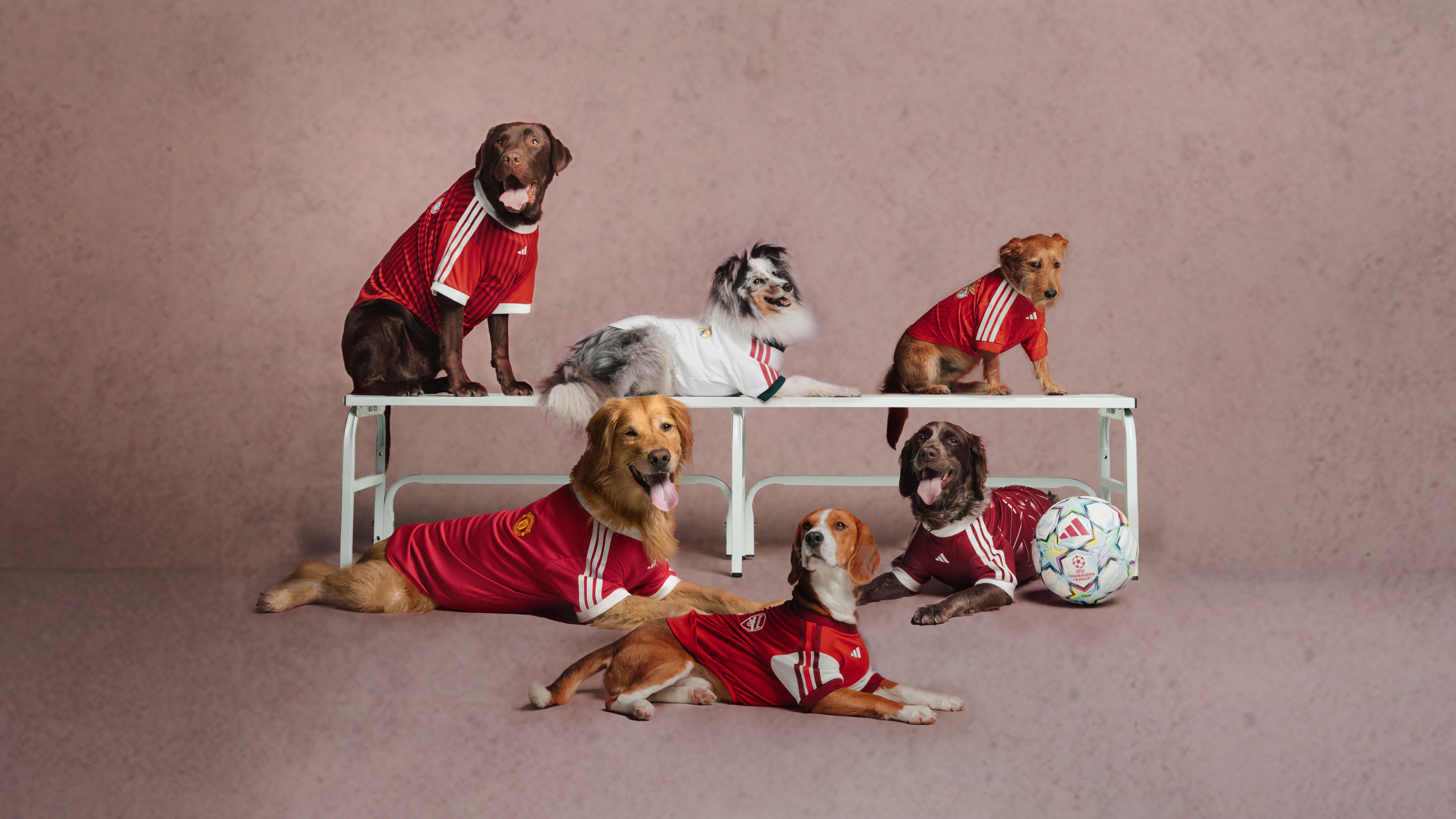 adidas Just Dropped Football Jerseys for Your Pet adidas Just Dropped Football Jerseys for Your Pet Vanity Teen 虚荣青年