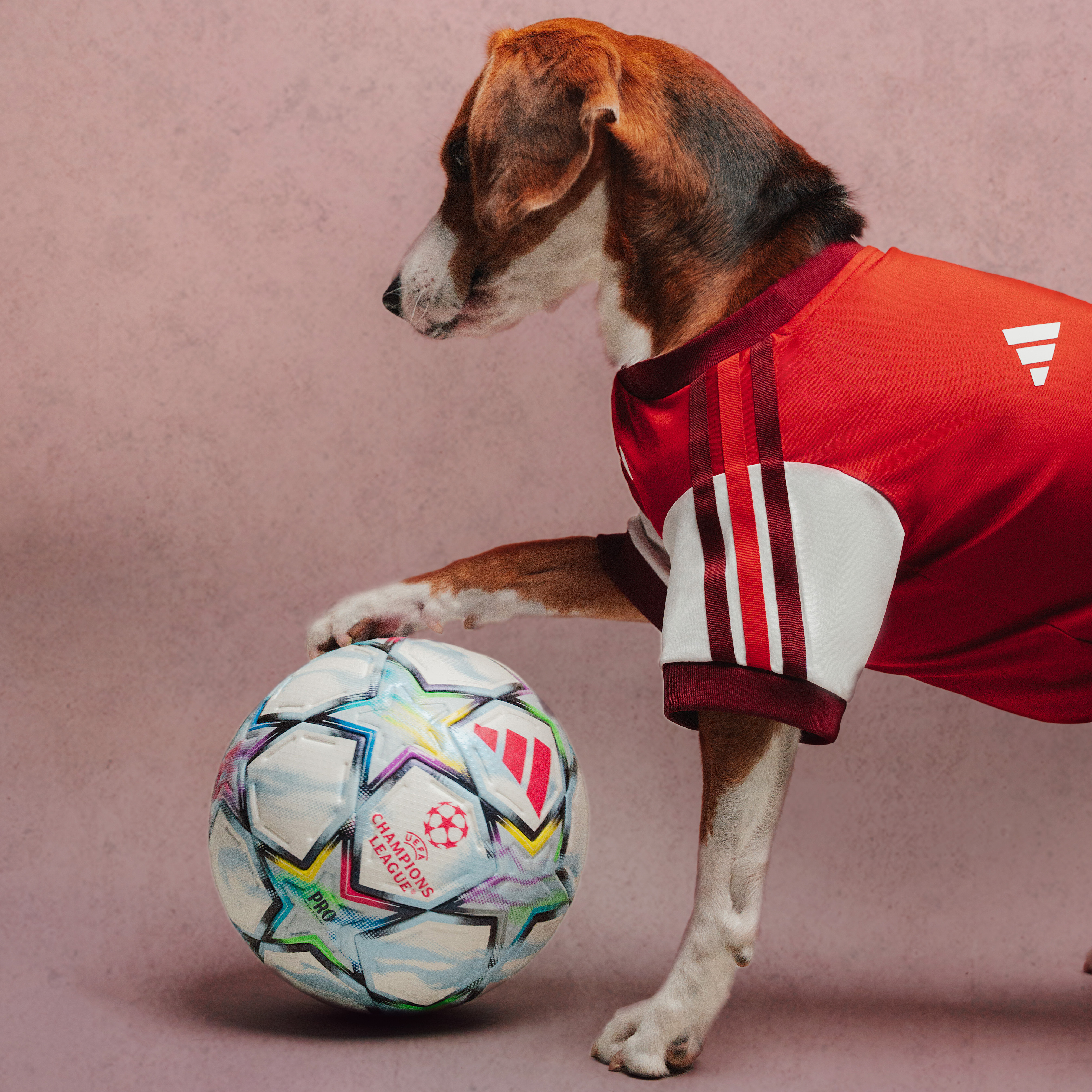 adidas Just Dropped Football Jerseys for Your Pet Vanity Teen 虚荣青年 Adidas' Clubs Pet Collection