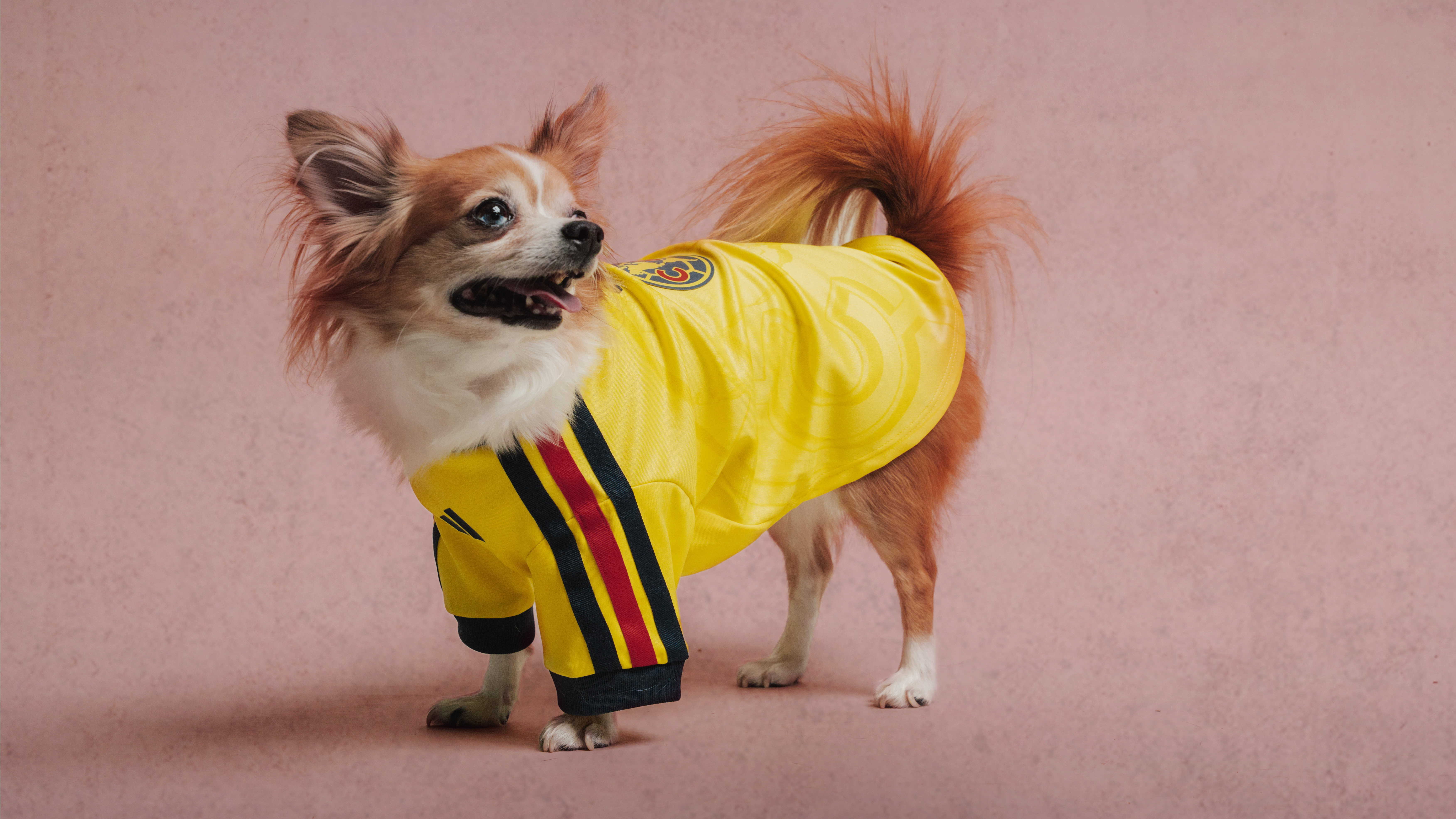 adidas Just Dropped Football Jerseys for Your Pet Vanity Teen 虚荣青年 Adidas' Clubs Pet Collection