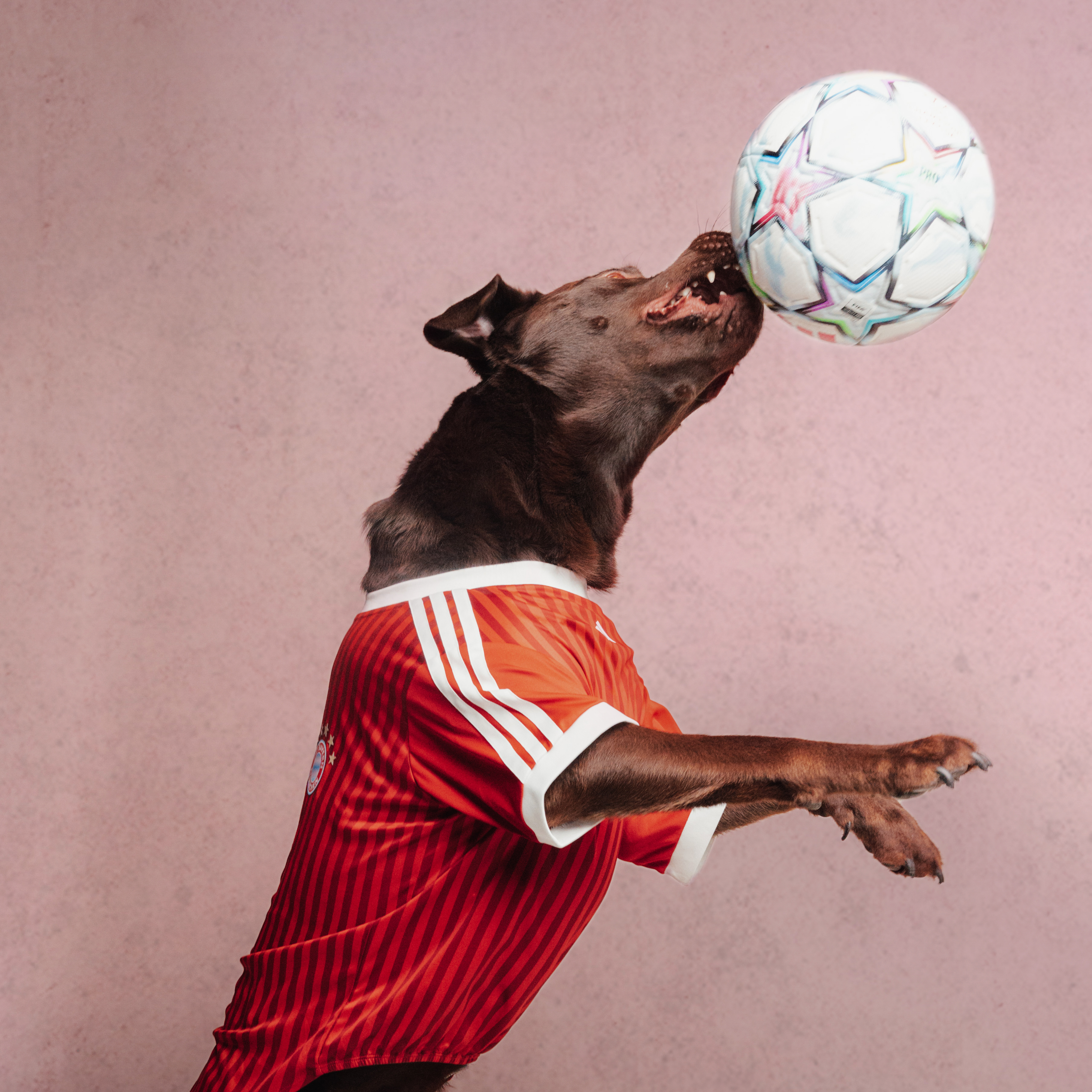 adidas Just Dropped Football Jerseys for Your Pet Vanity Teen 虚荣青年 Adidas' Clubs Pet Collection