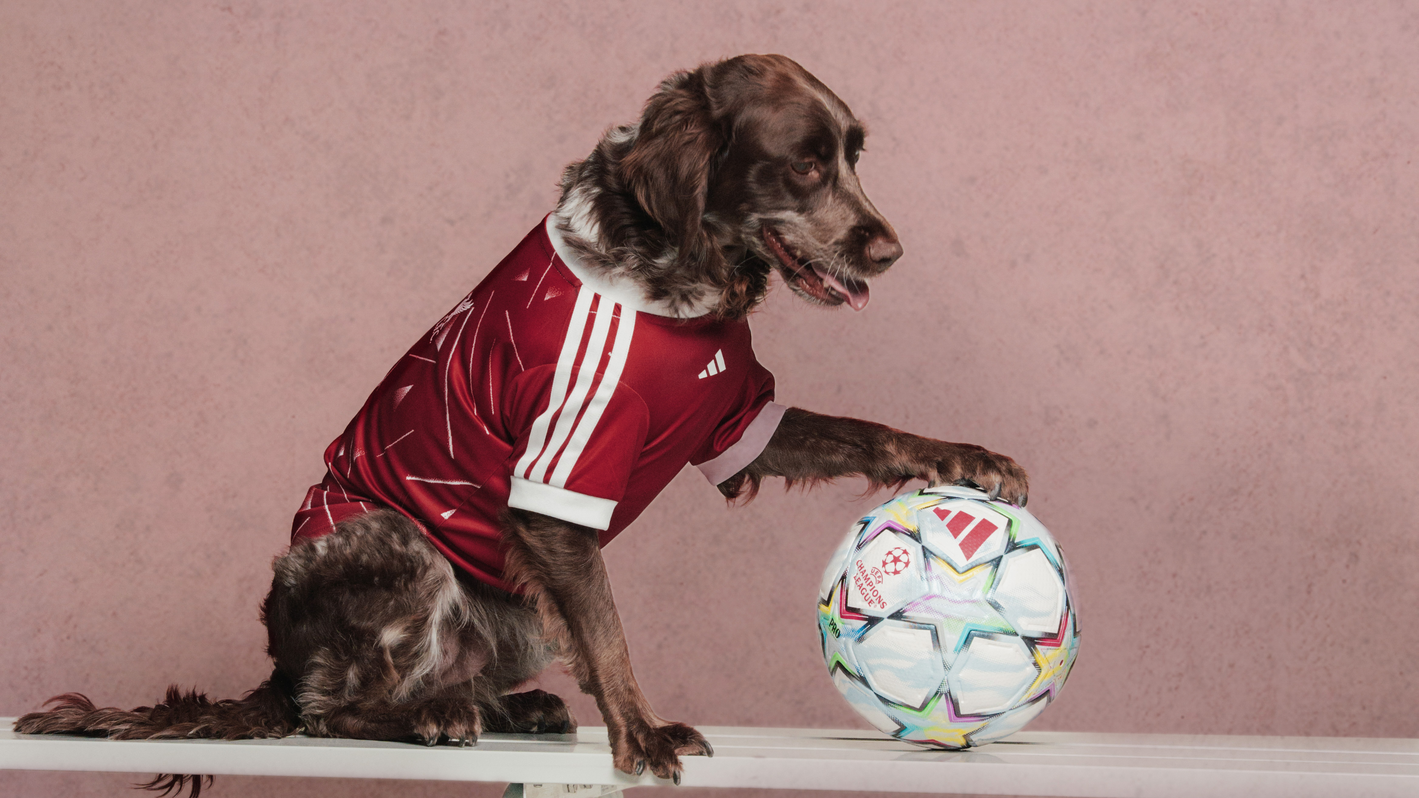 adidas Just Dropped Football Jerseys for Your Pet Vanity Teen 虚荣青年 Adidas' Clubs Pet Collection