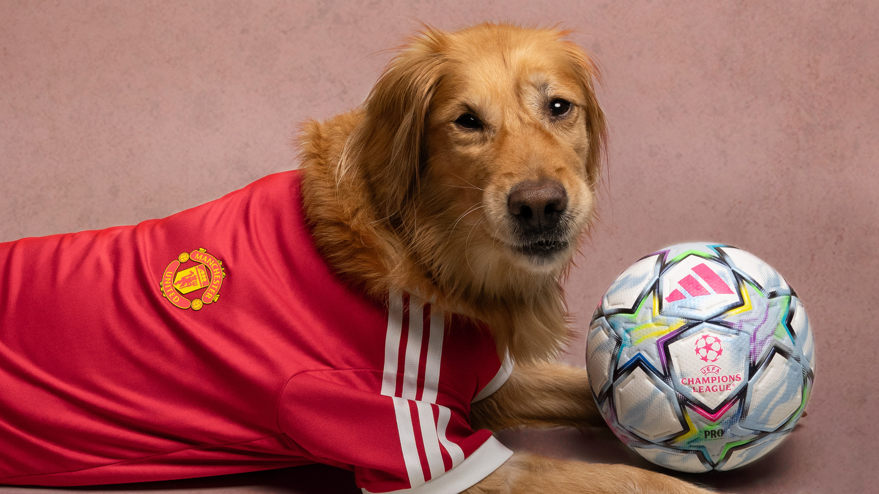 adidas Just Dropped Football Jerseys for Your Pet Vanity Teen 虚荣青年 Adidas' Clubs Pet Collection