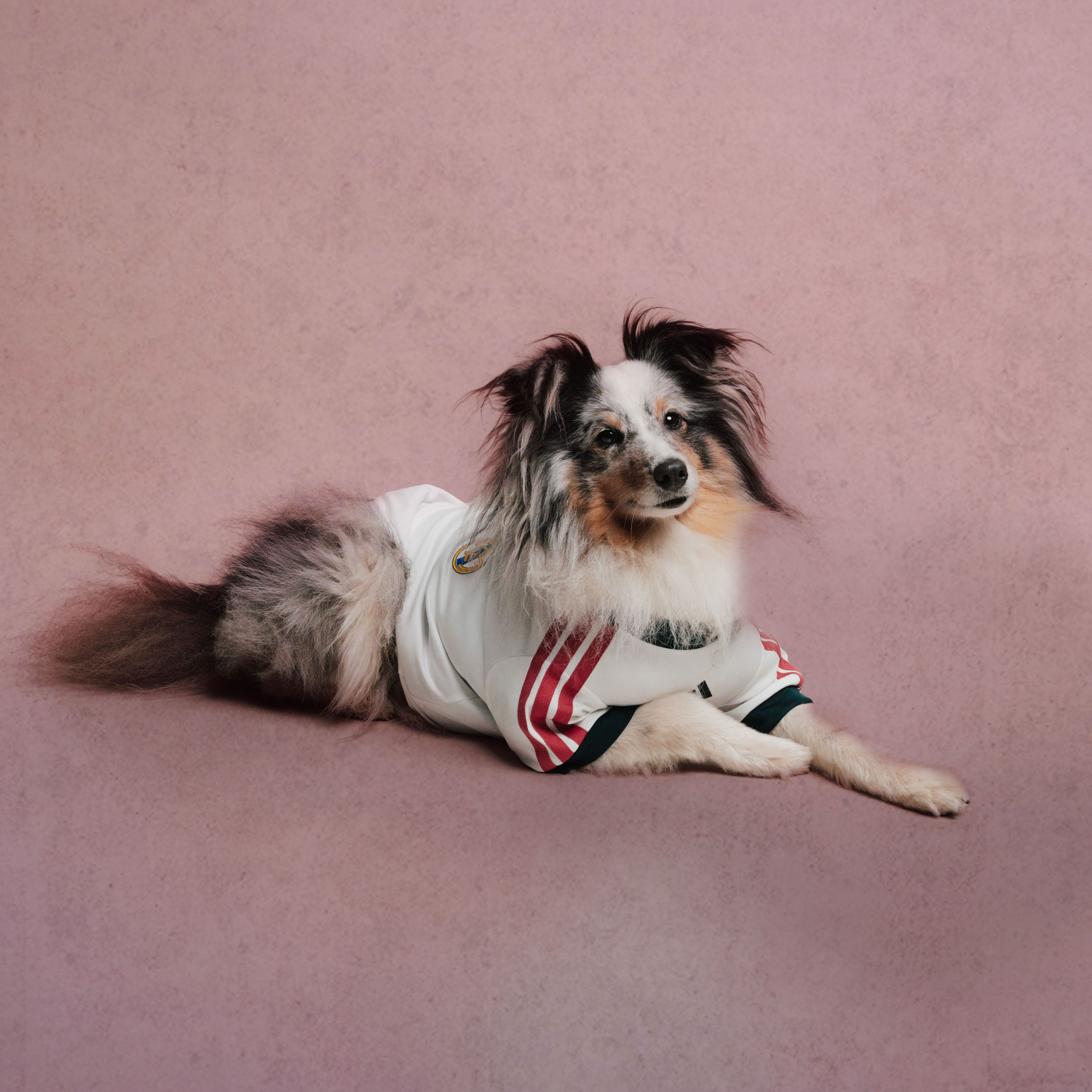 adidas Just Dropped Football Jerseys for Your Pet Vanity Teen 虚荣青年 Adidas' Clubs Pet Collection