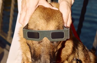 BOYAN LI - Dog Days, Summer’s End BOYAN LI - Dog Days, Summer’s End Vanity Teen