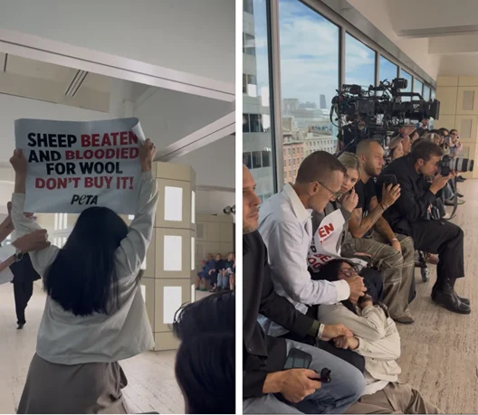CFDA President Steven Kolb Placed on Leave After Shocking COS Show Incident at NYFW Vanity Teen 虚荣青年 PETA protesters disrupted the COS runway during New York Fashion Week as part of a campaign against the use of wool.