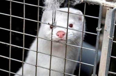 How Animal-Friendly Is Your Wardrobe? The Tool that Helps Shoppers Find Out How Animal-Friendly Is Your Wardrobe? The Tool that Helps Shoppers Find Out Vanity Teen