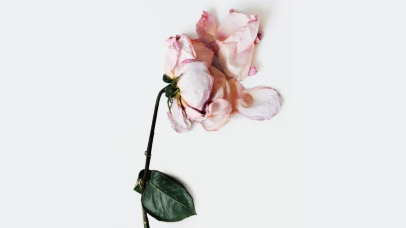 LANCÔME PUTS WOMEN’S MENTAL HEALTH IN FOCUS WITH “I’M FINE” LANCÔME PUTS WOMEN’S MENTAL HEALTH IN FOCUS WITH “I’M FINE” Vanity Teen